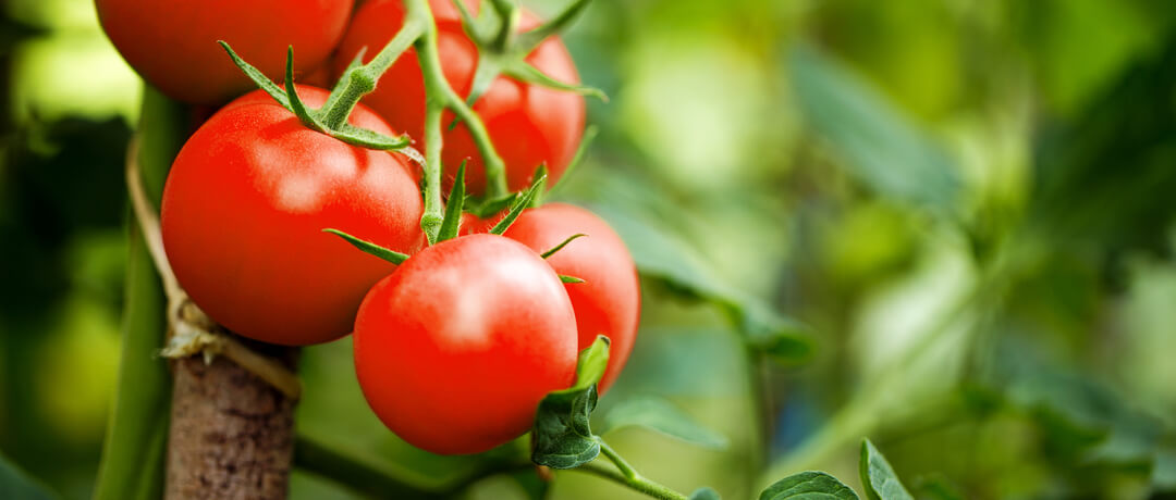 Desvendando o Segredo do Tomate: Qual o Melhor Período para Plantar em Casa?
